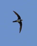 Image of Alpine swift