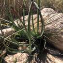 Image of Aloe chortolirioides var. woolliana (Pole-Evans) Glen & D. S. Hardy