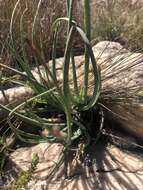 Image of Aloe chortolirioides var. woolliana (Pole-Evans) Glen & D. S. Hardy