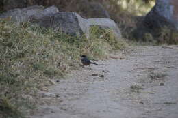 Image of Rusty-bellied Brush Finch