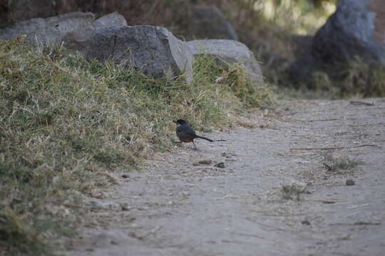 Image of Rusty-bellied Brush Finch