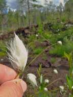 Image of tall cottongrass