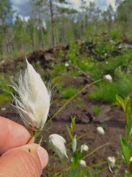 Image of tall cottongrass