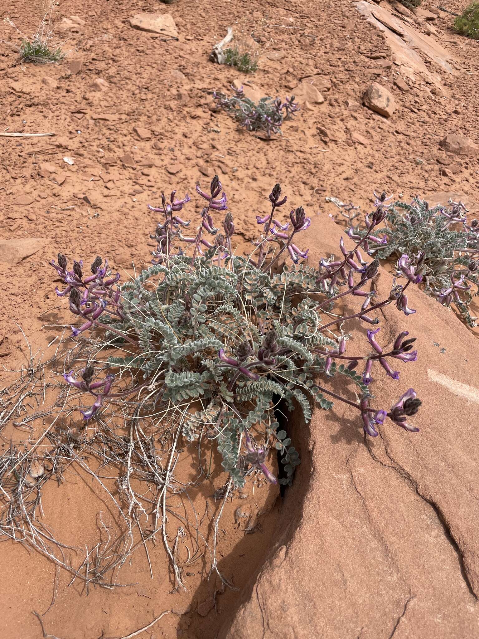 Image of woolly locoweed