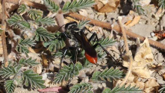 Image of Mud dauber