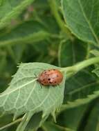 Image of Argus Tortoise Beetle