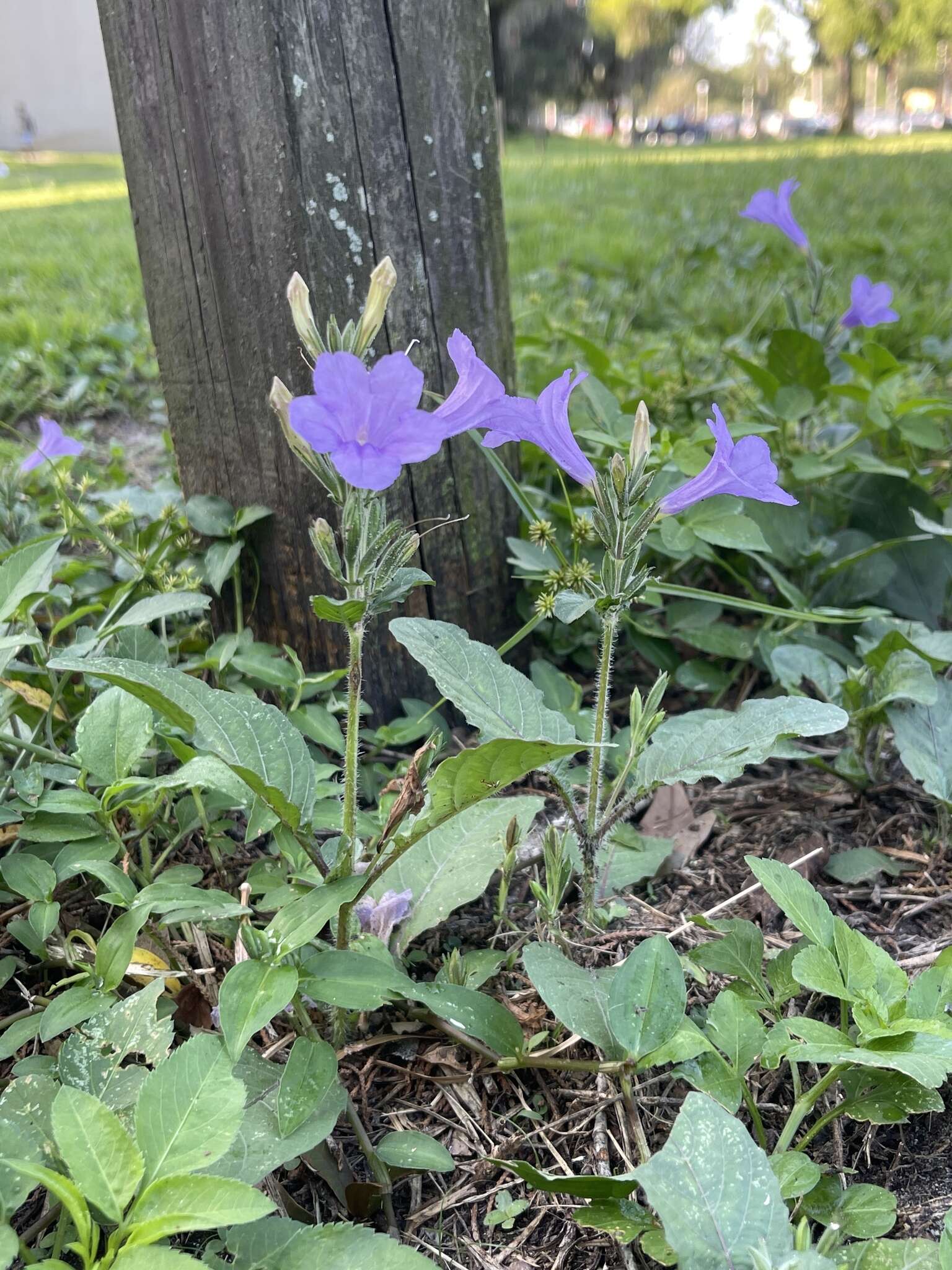 Image of hairyflower wild petunia