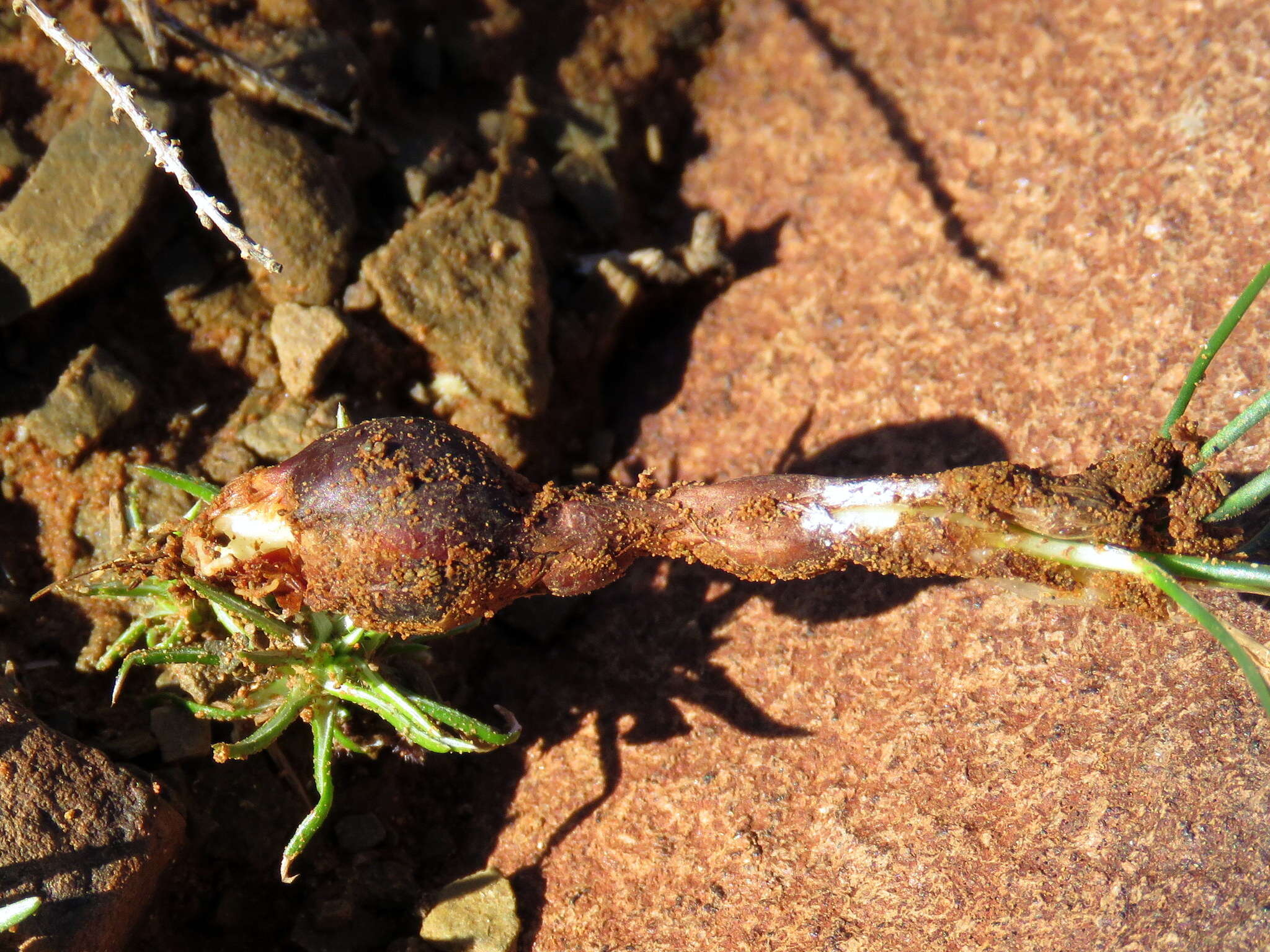 Image de Syringodea concolor (Baker) M. P. de Vos