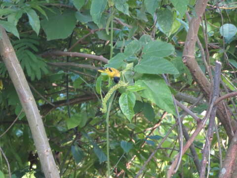 Image of Olivaceous Siskin