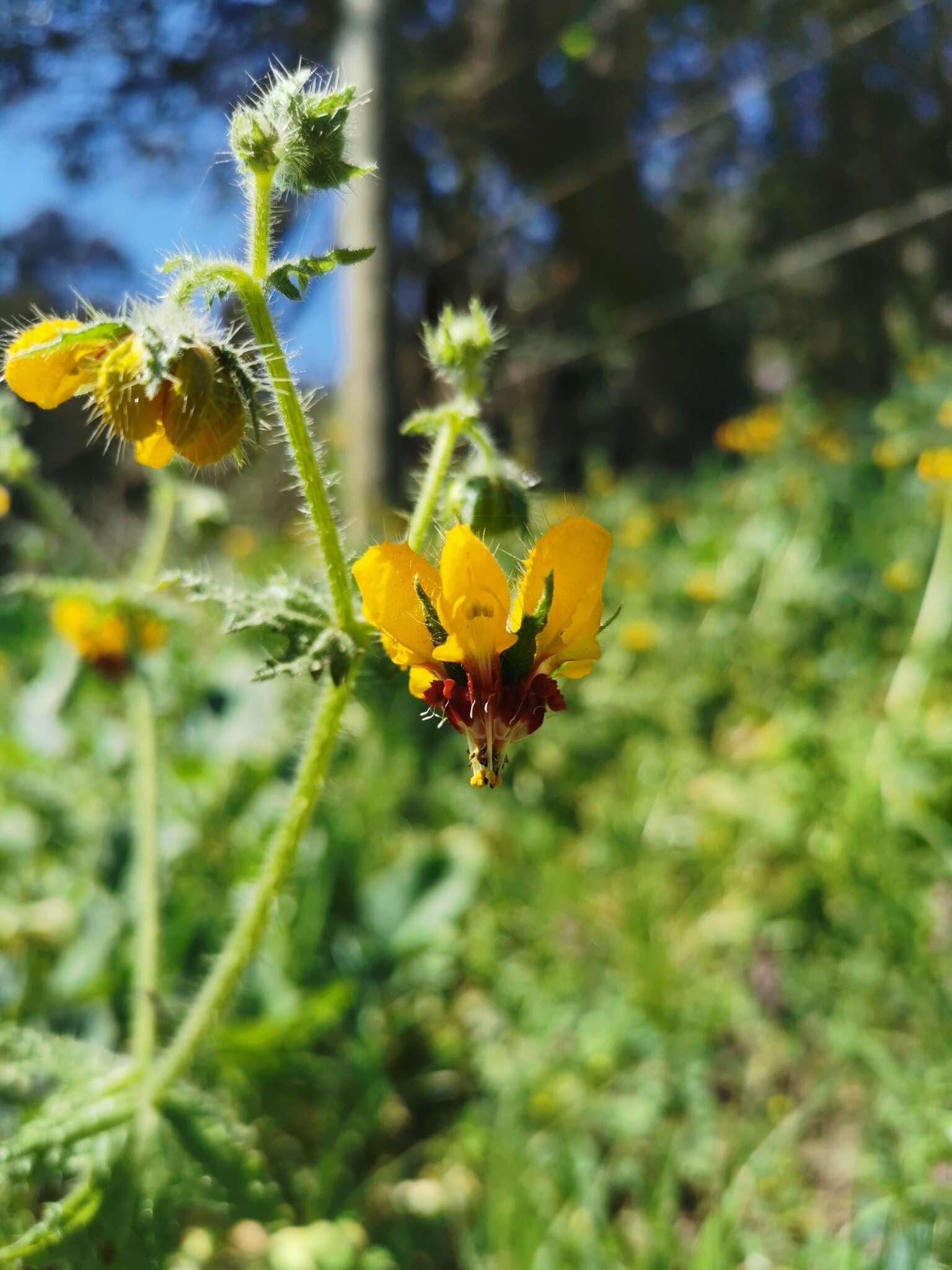 Image of Loasa tricolor Weinm.