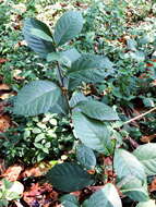 Image of oakleaf fig