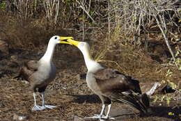 Image of Waved Albatross