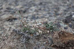 Image de Limonium michelsonii Lincz.