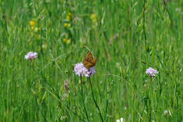 Euphydryas aurinia provincialis (Boisduval 1828)的圖片