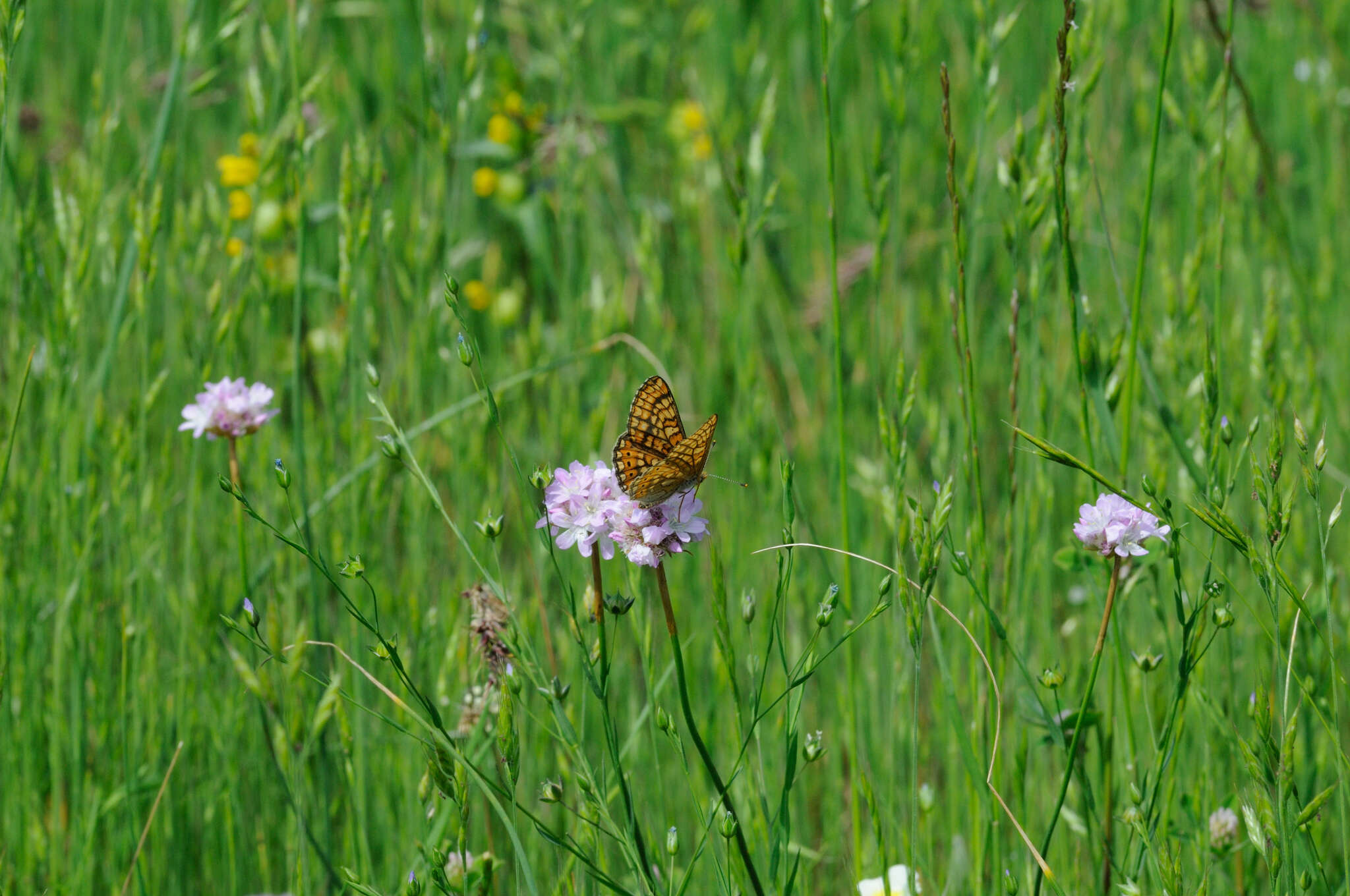 Euphydryas aurinia provincialis (Boisduval 1828)的圖片