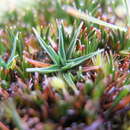 صورة Phylloscirpus deserticola (Phil.) Dhooge & Goetgh.