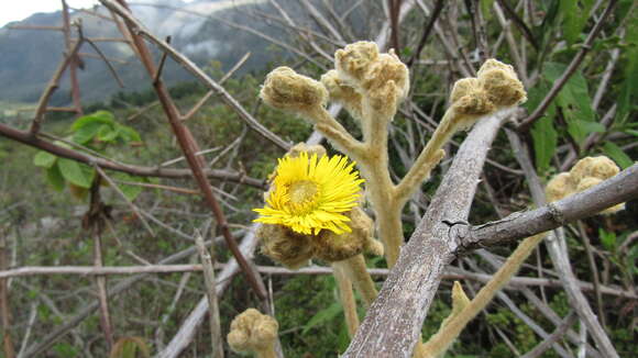 Image of Espeletia schultzii Wedd.