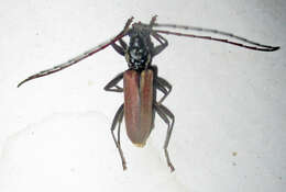 Image of Derolus brunneipennis Gahan 1904