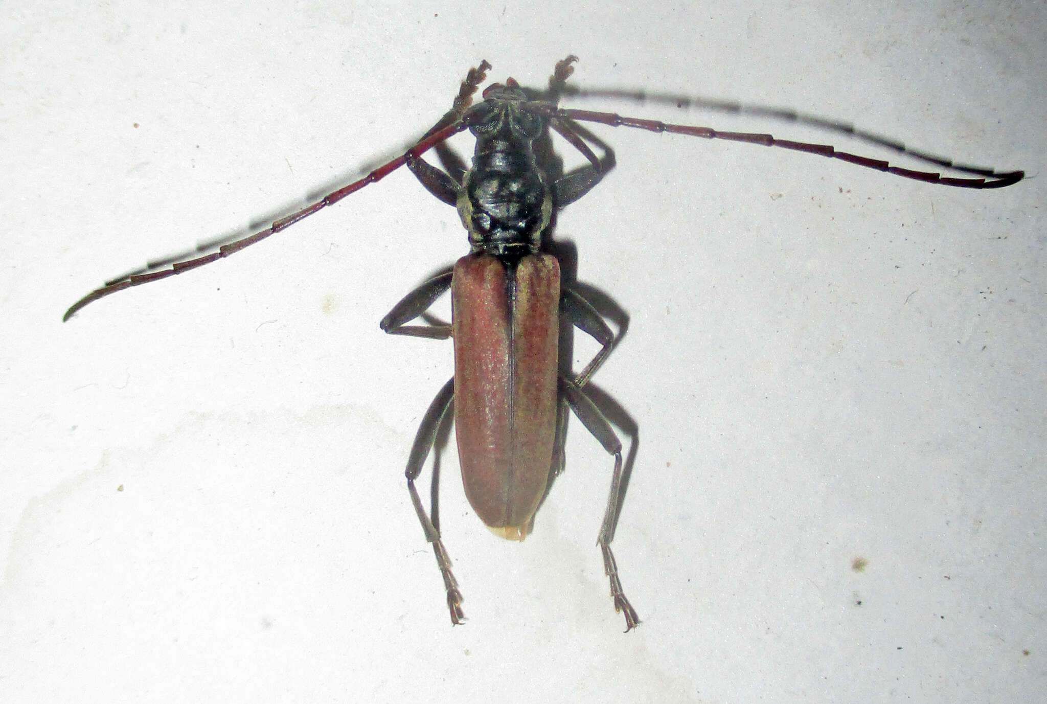 Image of Derolus brunneipennis Gahan 1904