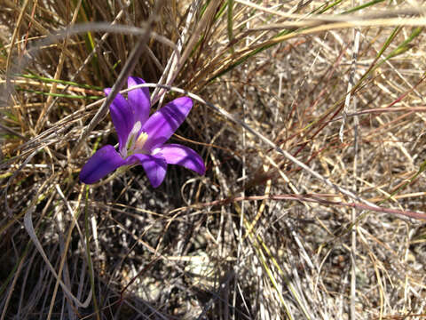 Sivun Brodiaea elegans subsp. elegans kuva