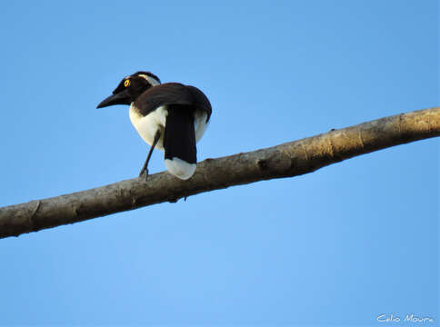 Image of White-naped Jay