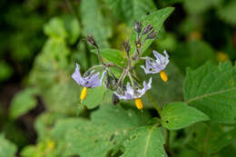 Image of forked nightshade