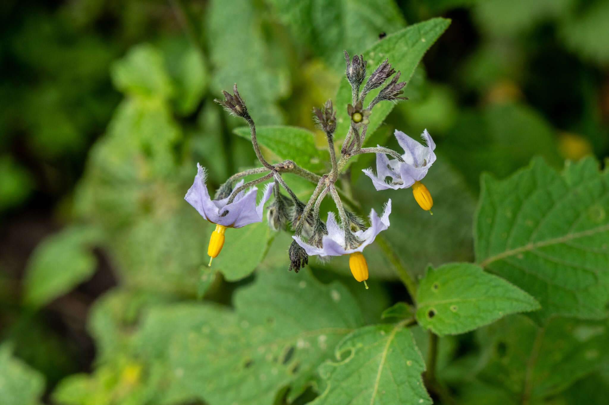 Image of forked nightshade