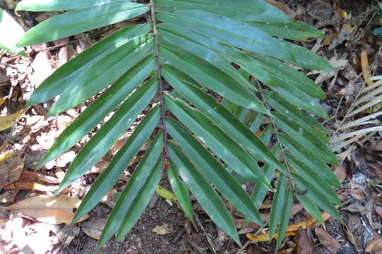 Image of Alpinia modesta F. Muell. ex K. Schum.