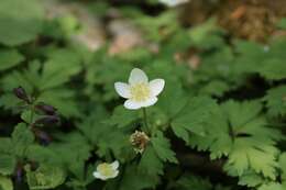 صورة Anemone stolonifera Maxim.