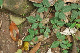 Plancia ëd Gynostemma pentaphyllum (Thunb.) Makino