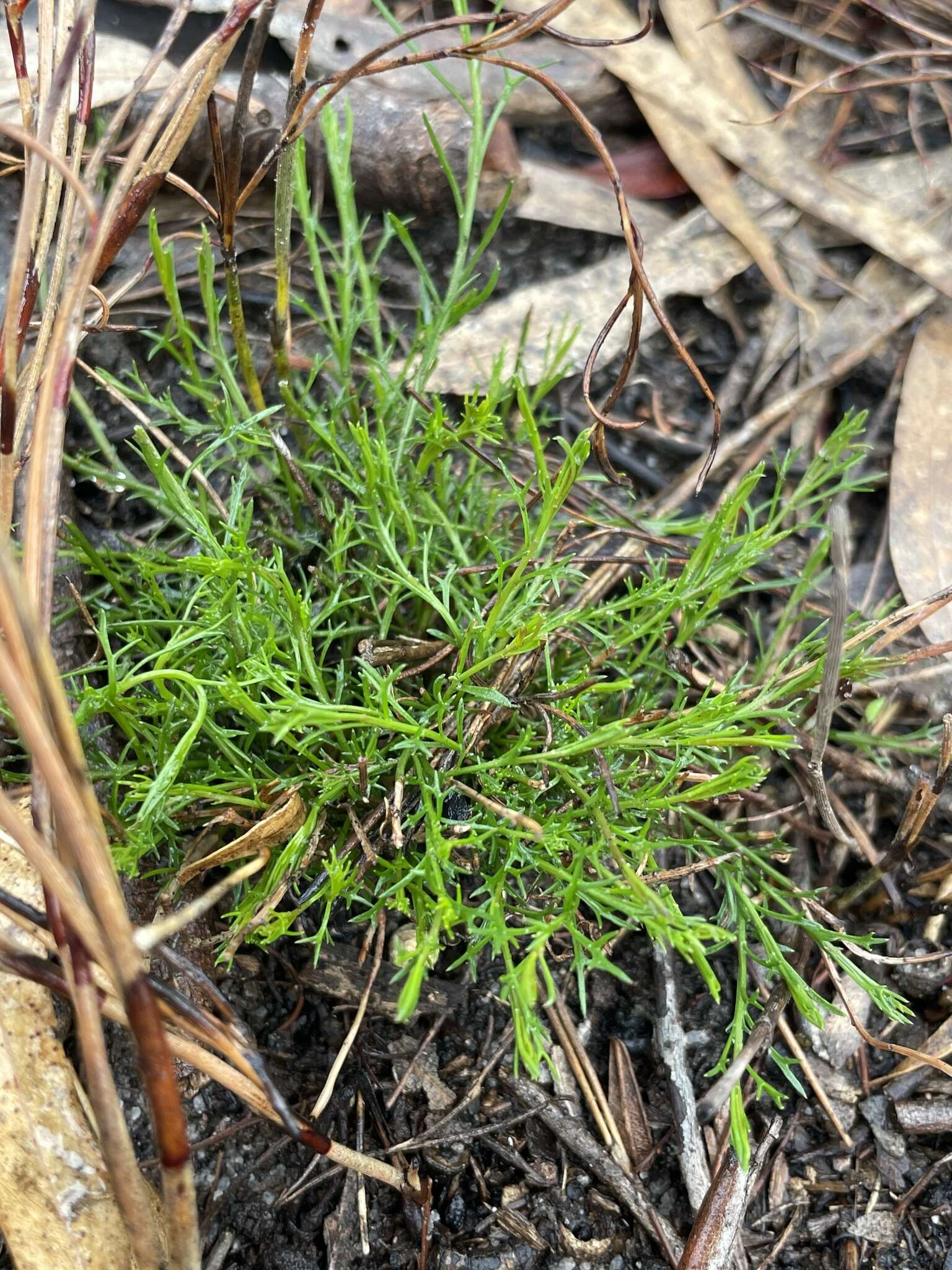 Imagem de Platysace heterophylla var. heterophylla