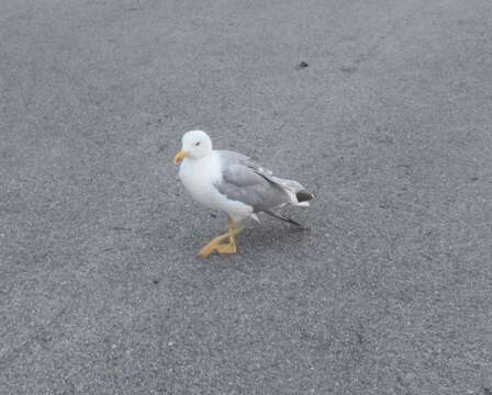 Слика од Larus michahellis michahellis Naumann & JF 1840