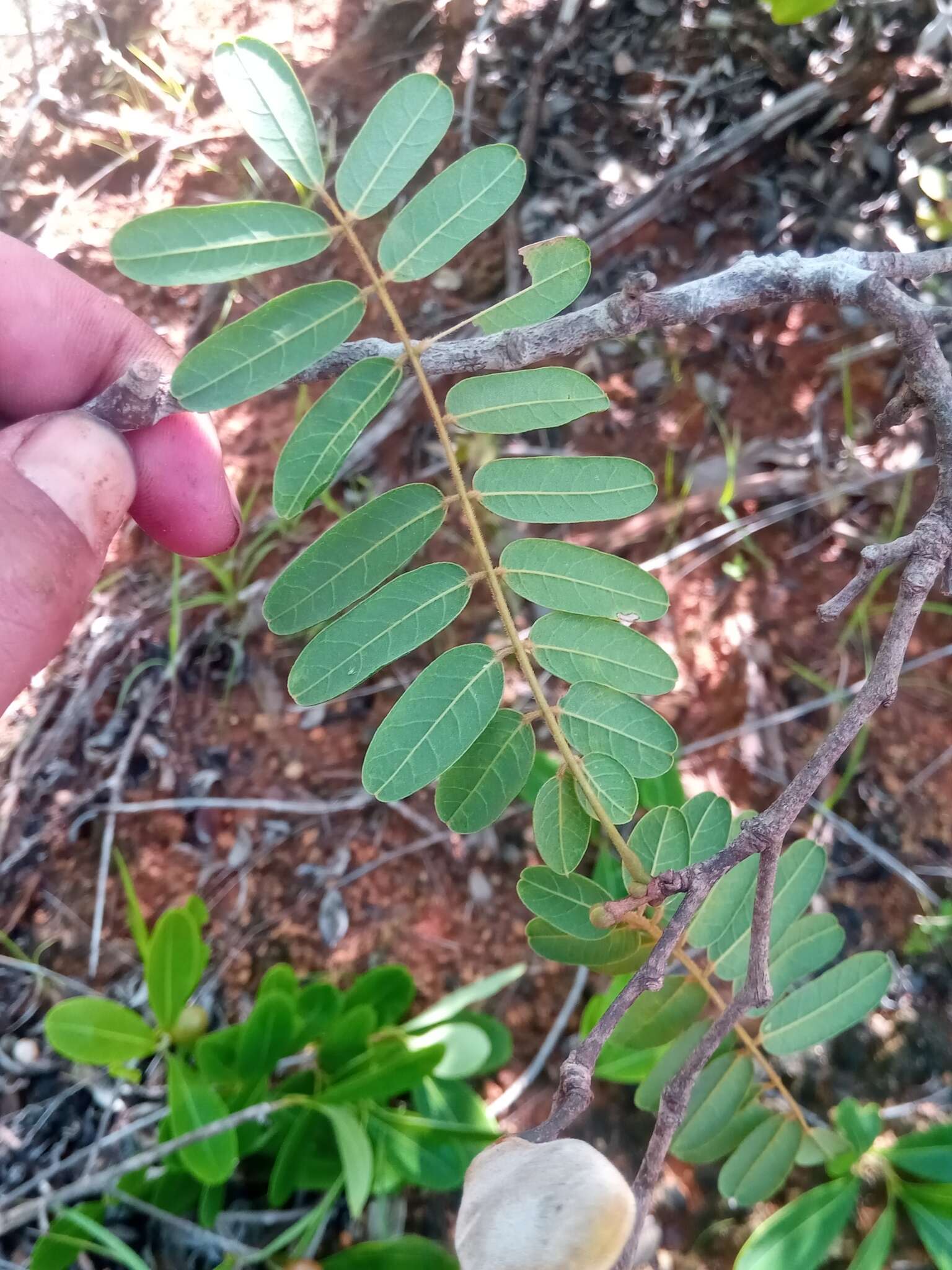 Plancia ëd Millettia nathaliae Du Puy & Labat