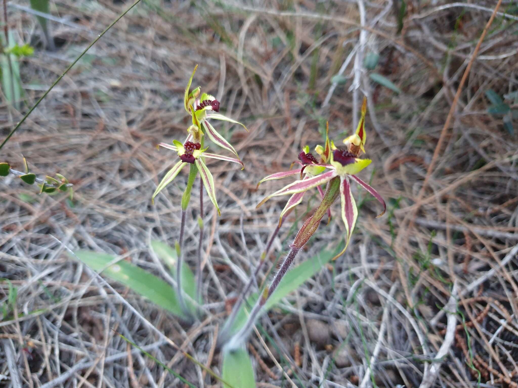 Image of Coast spider orchid