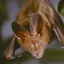 Image of Intermediate Slit-faced Bat