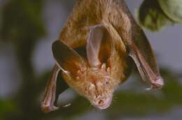 Image of Intermediate Slit-faced Bat