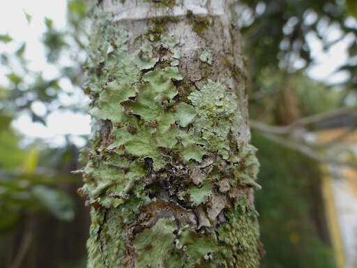 Image de Tremella parmeliarum Diederich 1996