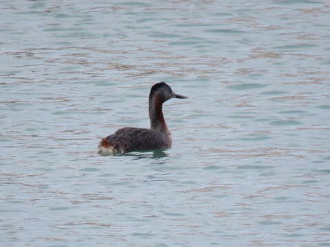 Image of Great Grebe