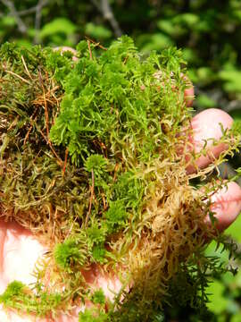 Image of sphagnum