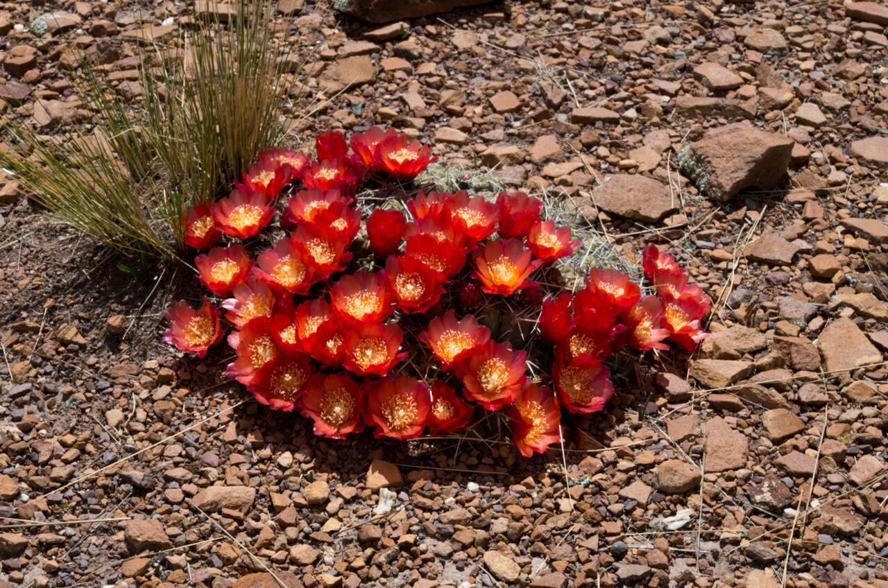 Image of Cumulopuntia rossiana (Heinrich & Backeb.) F. Ritter