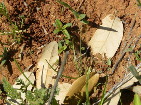 Image of Texas Leaf Cutting Ant