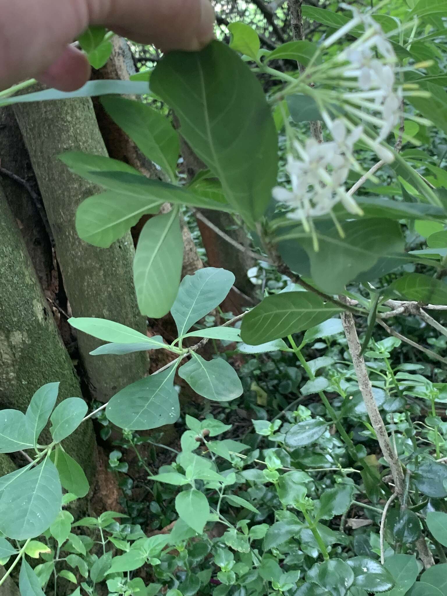 Image of Pavetta gardeniifolia var. subtomentosa K. Schum.