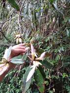 Image of Rhododendron latoucheae Franch.