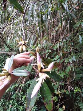 Imagem de Rhododendron latoucheae Franch.