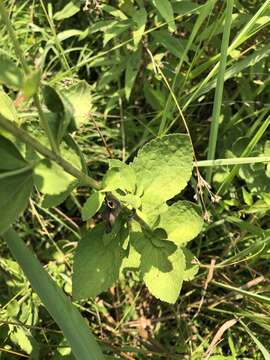 Image of roundleaf thoroughwort