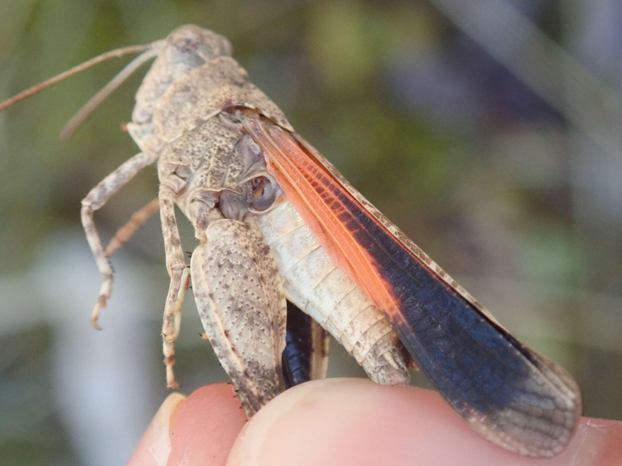 Image of Oedipoda germanica germanica (Latreille 1804)