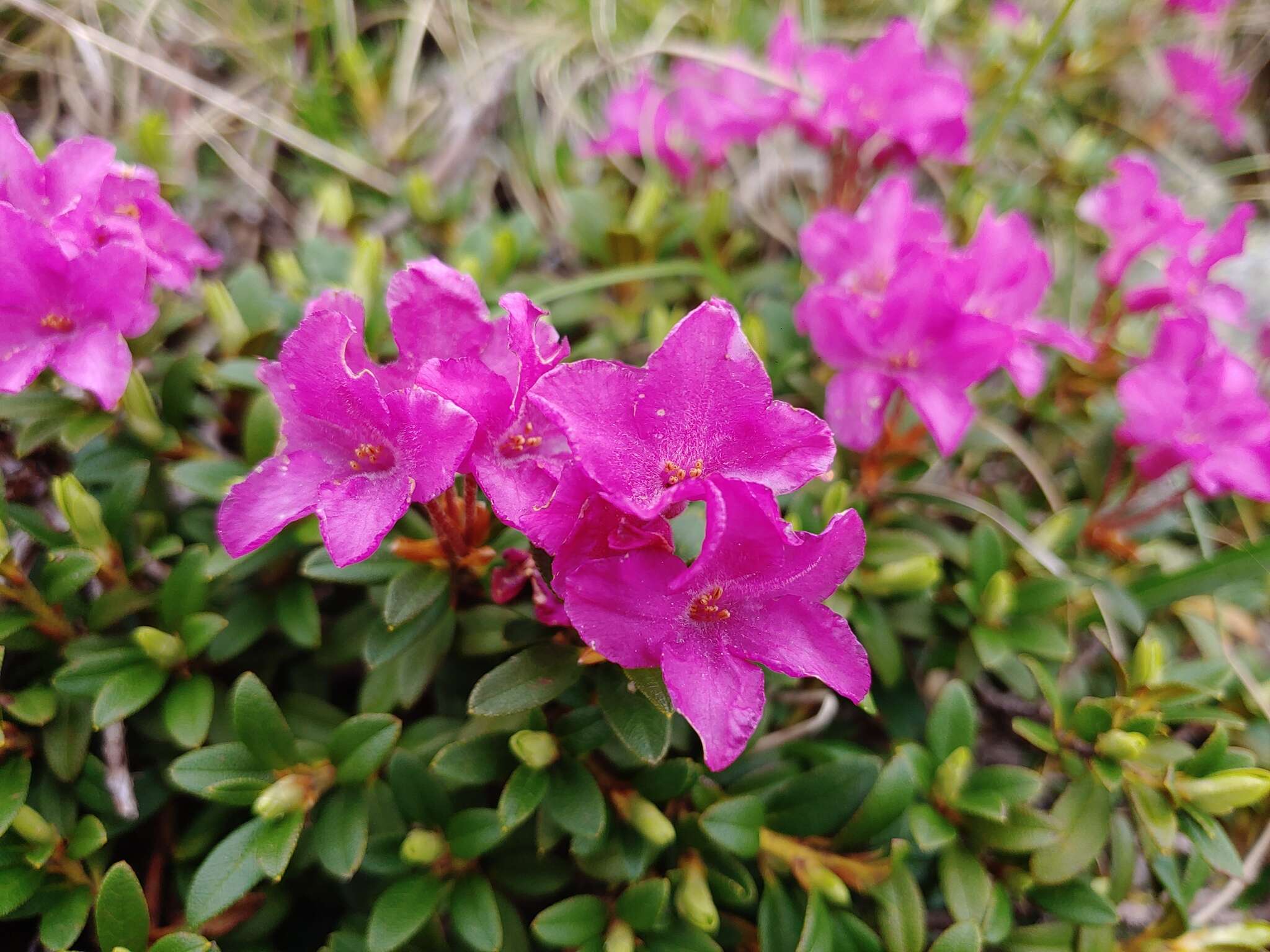 صورة Rhododendron myrtifolium Schott & Kotschy