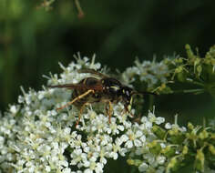 Слика од Dolichovespula norwegica (Fabricius 1781)