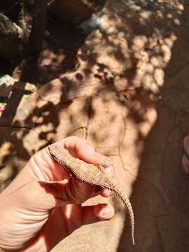 Image of Transvaal girdled lizard