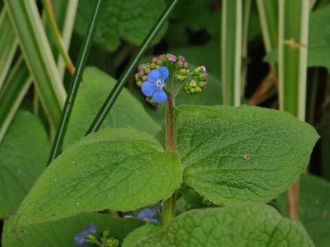 Image of brunnera